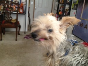 Winston with his tongue hanging out