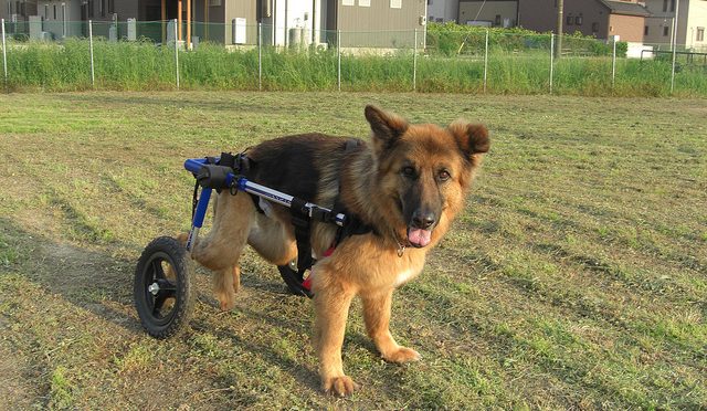 Image via https://www.flickr.com/photos/handicappedpets/5731391896/in/photolist-9JsT8E-4Pfkjy-JXMo36-LiBSGu-7UL6ce-bASnee-5h7TGt-aEF82d-burs8a-yRZk9G-JV1kxj-7YMEFv-7FhBGR-SbSS6B-SbSQDZ-8cbMo8-jpdxWU-anmiqK-7YQTGh-bW9SZ3-9f4YKL-9f1Qzx-ngxmo-5h1ho6-J2Snyn-KZc2pj-QkAnX7-cW5CNd-a1Fkc2-3dYFt6-9Jq4MM-as7qew-as4MUn-51jCSW-g3BUZQ-7YQTJu-S8hqtm-k1H7g-613TzU-51frUX-bE824i-6Ge8VJ-9U54UU-bE7Np2-brcR9m-bE7jjF-bE7S6i-bE7jFx-bE7TLV-bE7VVB; used with Creative Commons (CC) license.