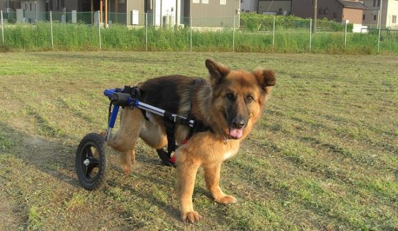 Image via https://www.flickr.com/photos/handicappedpets/5731391896/in/photolist-9JsT8E-4Pfkjy-JXMo36-LiBSGu-7UL6ce-bASnee-5h7TGt-aEF82d-burs8a-yRZk9G-JV1kxj-7YMEFv-7FhBGR-SbSS6B-SbSQDZ-8cbMo8-jpdxWU-anmiqK-7YQTGh-bW9SZ3-9f4YKL-9f1Qzx-ngxmo-5h1ho6-J2Snyn-KZc2pj-QkAnX7-cW5CNd-a1Fkc2-3dYFt6-9Jq4MM-as7qew-as4MUn-51jCSW-g3BUZQ-7YQTJu-S8hqtm-k1H7g-613TzU-51frUX-bE824i-6Ge8VJ-9U54UU-bE7Np2-brcR9m-bE7jjF-bE7S6i-bE7jFx-bE7TLV-bE7VVB; used with Creative Commons (CC) license.